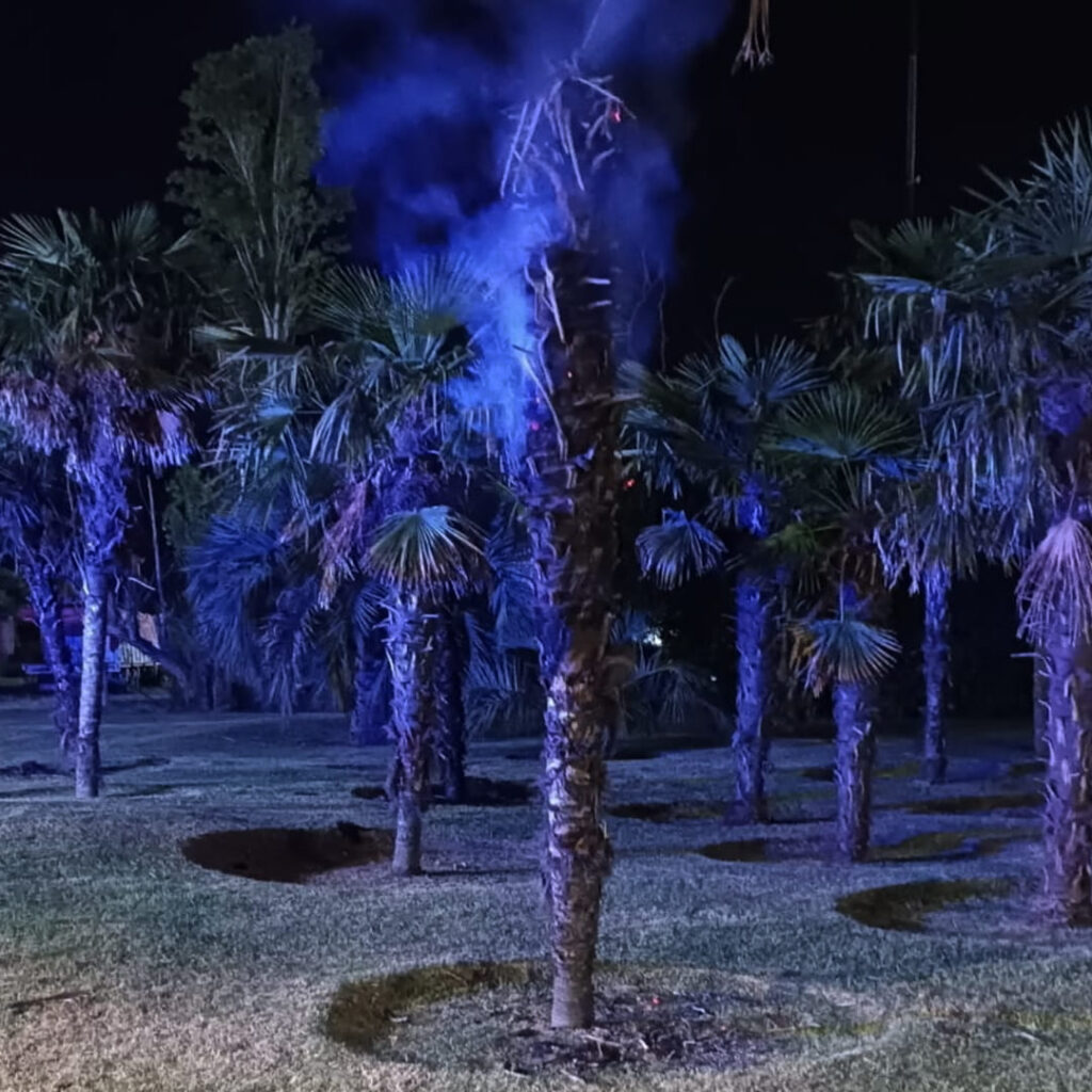 Incendio Palmera - Roque Perez